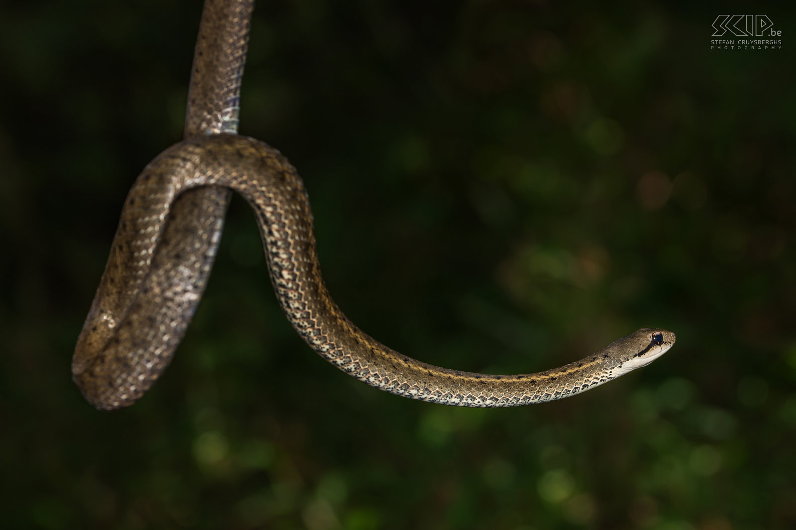 Ranomafana - Grandidier's water snake We also encountered some harmless Grandidier's water snakes (Liopholidophis grandidieri). Stefan Cruysberghs